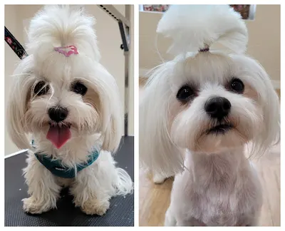 Piesowe Love- Salon Pielęgnacji Psów \ Groomer \ Psi fryzjer